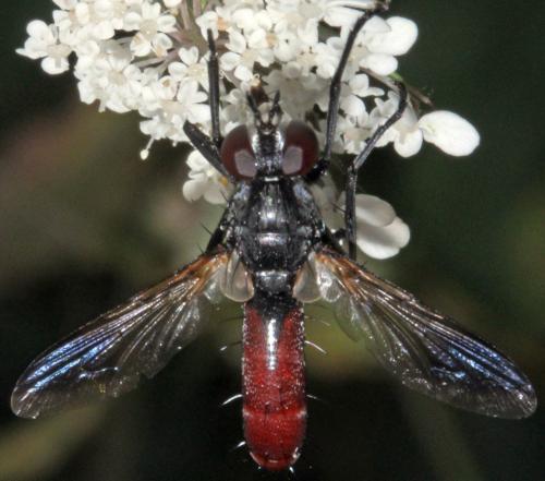 Cylindromyia bicolor